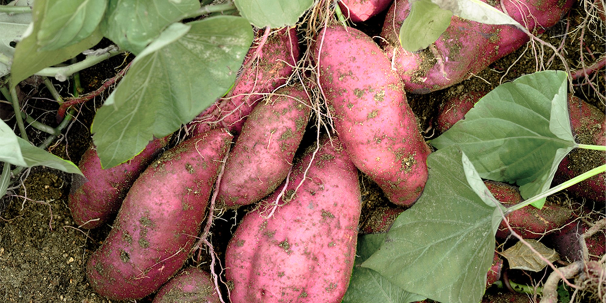 お知らせ さつまいも掘り体験開始のお知らせ 9 10より 成田ファームランド 千葉県成田市 ベリーいっぱいの観光農園